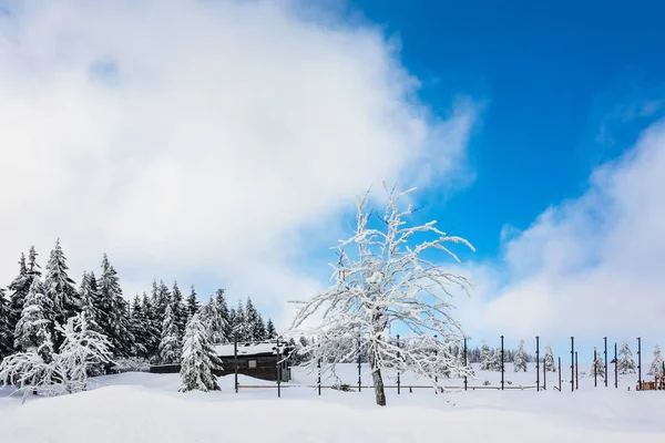 Hiver Avec Neige Dans Les Monts Géants République Tchèque — Photo