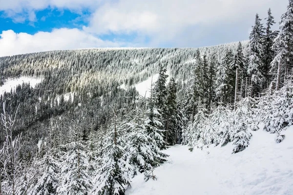 チェコ共和国の巨人山脈で雪と冬 — ストック写真