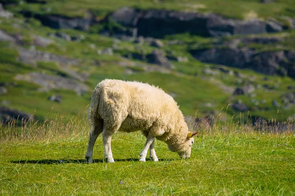 Sheep Lofoten Islands Norway — Stock Photo, Image