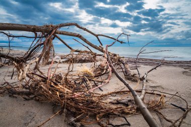 Gövdede Baltık Denizi kıyısında.