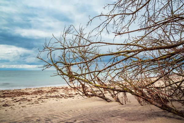 Kofferraum Der Ostsee — Stockfoto