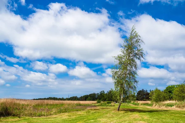 Árbol Nubes Lago Wieck Alemania —  Fotos de Stock