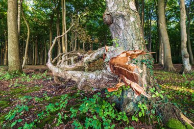 Nienhagen, Almanya'da Baltık Denizi kıyısında kıyı orman.