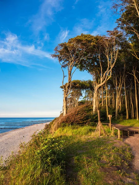 Coastal forest on the Baltic Sea coast in Nienhagen, Germany.