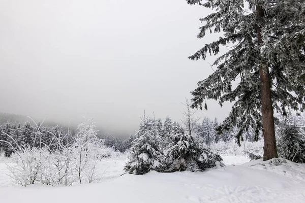德国奥伯霍夫附近图林根森林的冬季降雪 — 图库照片