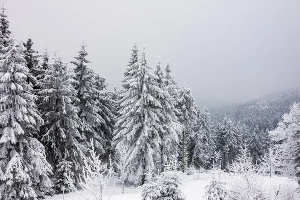 Inverno Com Neve Floresta Turíngia Perto Oberhof Alemanha — Fotografia de Stock