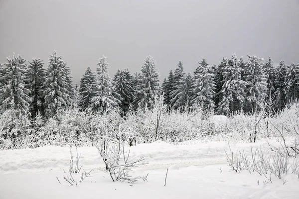 Winter with snow in the Thuringian Forest near Oberhof, Germany.