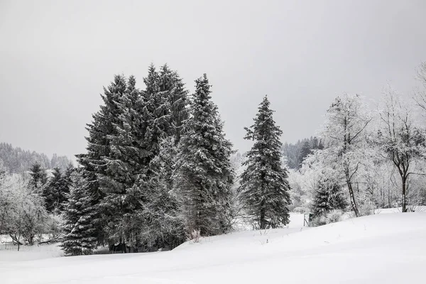 Hiver Avec Neige Dans Forêt Thuringe Près Oberhof Allemagne — Photo