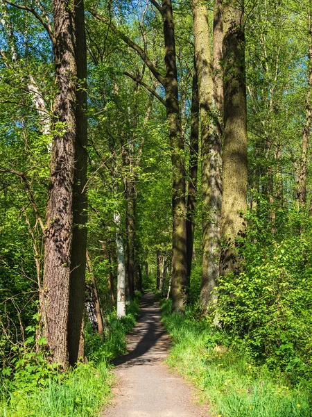 Landscape Trees Spreewald Area Germany — Stock Photo, Image