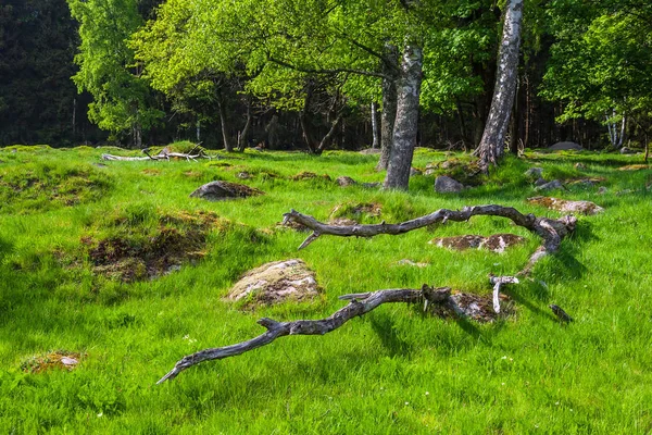 Landschap Met Bomen Harz Duitsland — Stockfoto