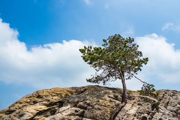 Almanya Nın Harz Bölgesindeki Ağaçların Manzarası — Stok fotoğraf