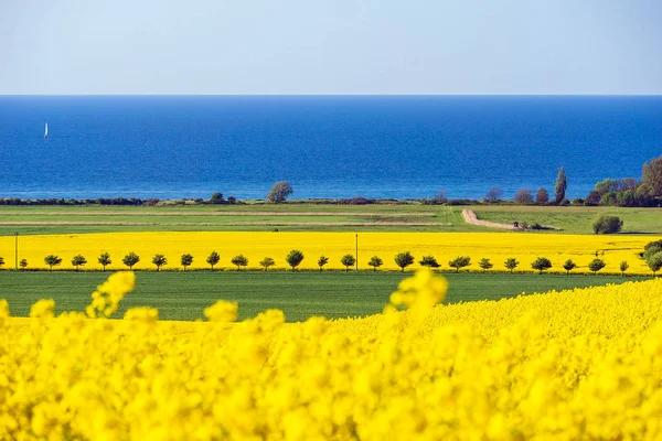 Θέα στη θάλασσα της Βαλτικής με πεδίο canola — Φωτογραφία Αρχείου