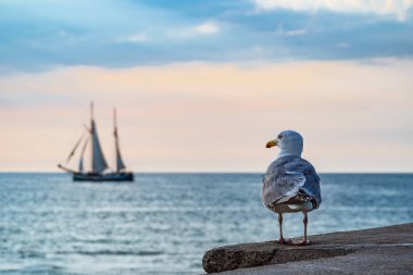 Sailing ship and seagull on the Baltic Sea in Warnemuende, Germa clipart