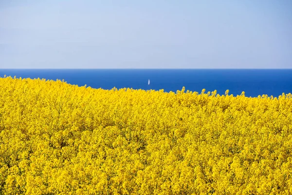 View to the Baltic Sea with canola field — Stock Photo, Image