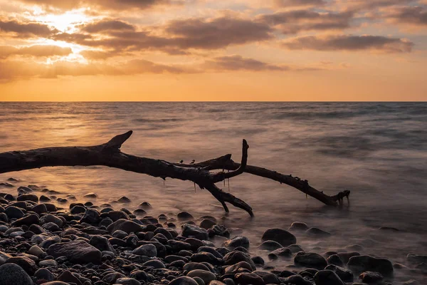 波罗的海沿岸的漂流木 — 图库照片