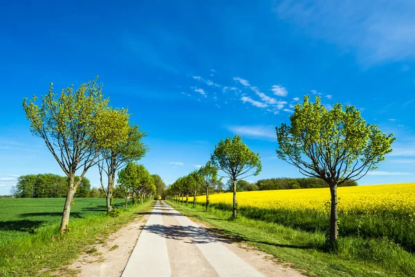 Дорога с деревьями на поле канолы — стоковое фото