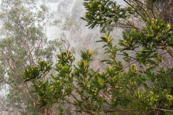 Fák köddel Madeira szigetén, Portugália — Stock Fotó