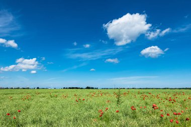 Rostock, Almanya yakınlarında mavi gökyüzü ile yeşil alan