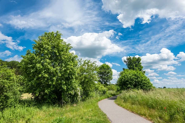 Campo verde com céu azul perto de Rostock, Alemanha — Fotografia de Stock