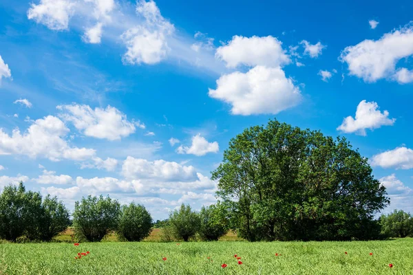 Zelené pole s modrou oblohou poblíž Rostocku, Německo — Stock fotografie