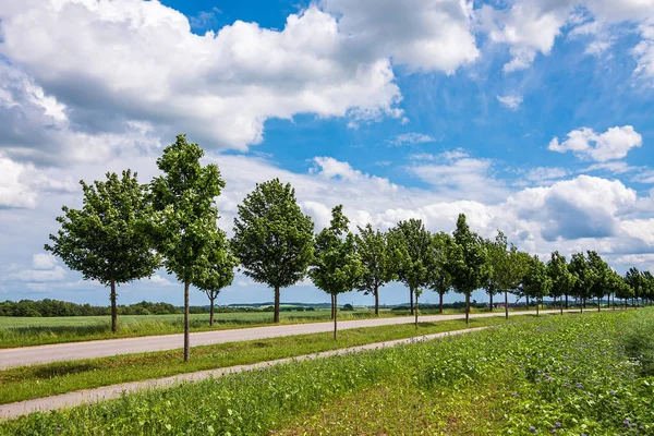 Campo verde com céu azul perto de Rostock, Alemanha — Fotografia de Stock