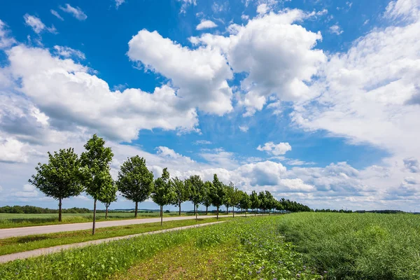 Grüne wiese mit blauem himmel bei rostock, deutschland — Stockfoto