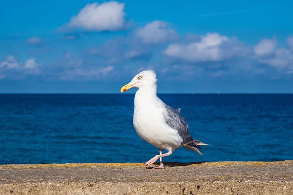 Sea gull on the Baltic Sea coast in Warnemuende, Germany — Stock Photo, Image