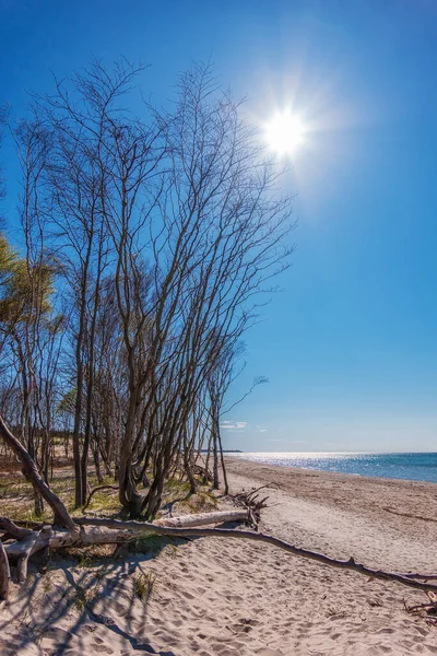 Landscape Trees Baltic Sea Coast Germany — Stock Photo, Image