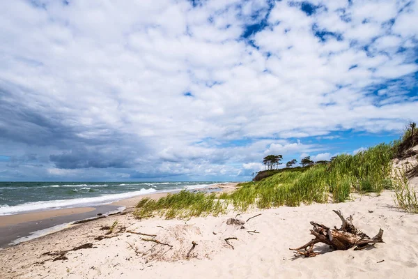 Trädstam Vid Östersjöns Strand — Stockfoto