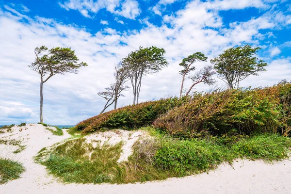 Trees Shore Baltic Sea — Stock Photo, Image