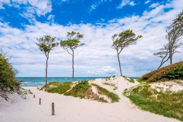 Árvores Costa Mar Báltico — Fotografia de Stock