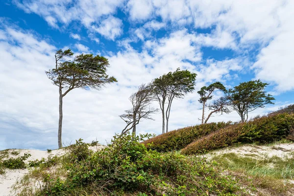 Trees Shore Baltic Sea — Stock Photo, Image