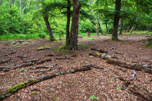 Bomen Stammen Het Bos Darsswald — Stockfoto