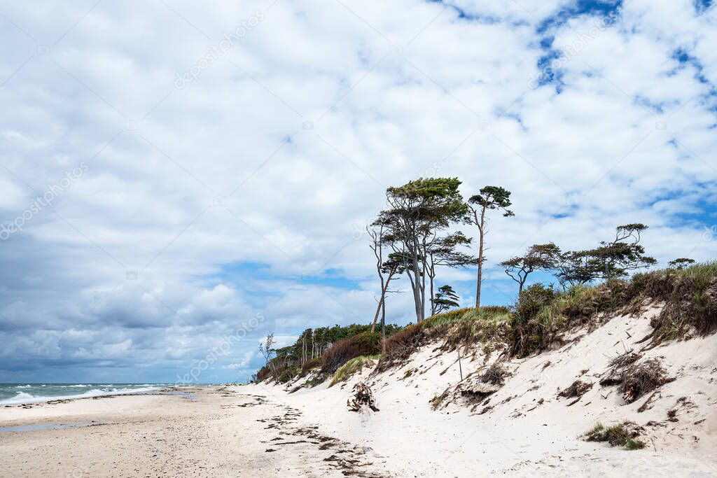 Trees on shore of the Baltic Sea.