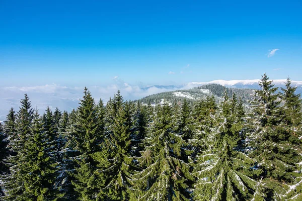Winter Met Sneeuw Het Reuzengebergte Tsjechië — Stockfoto