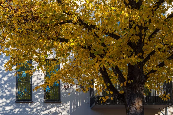 Albero Con Colori Autunnali Città Rostock Germania — Foto Stock