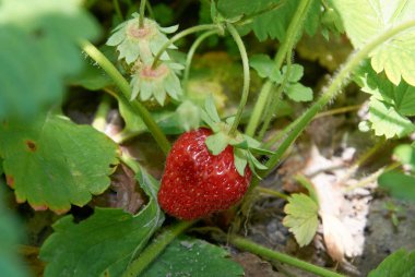 Çilek kırmızı sulu berry ile Bush