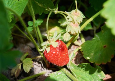 Çilek kırmızı sulu berry ile Bush