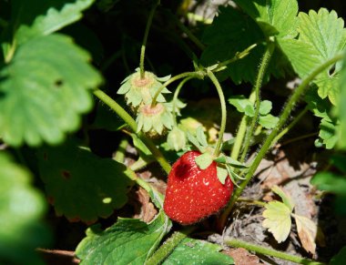 Çilek kırmızı sulu berry ile Bush