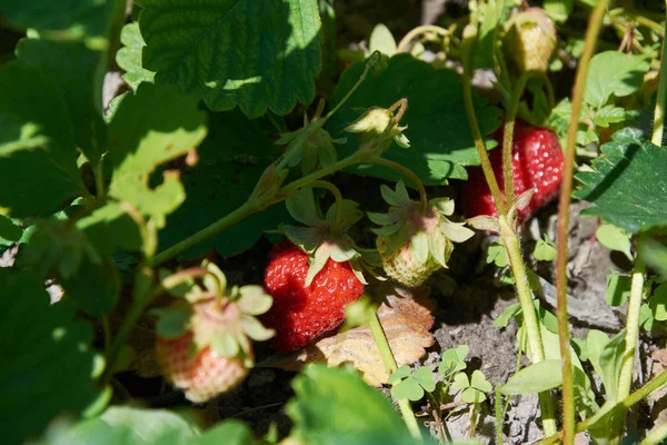 Çilek birçok kırmızı sulu meyveler ile Bush