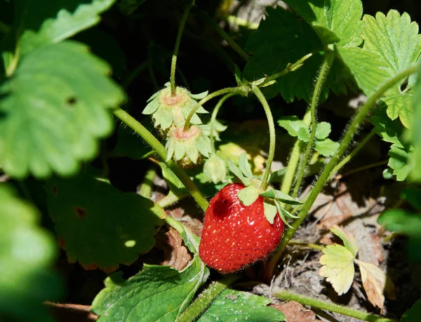 Çilek kırmızı sulu berry ile Bush