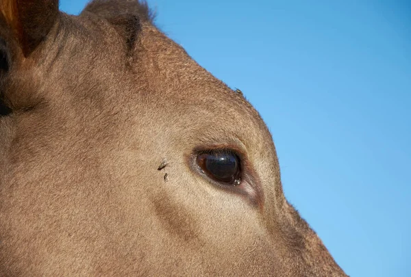 Part Cow Head Blue Sky Background — Stock Photo, Image