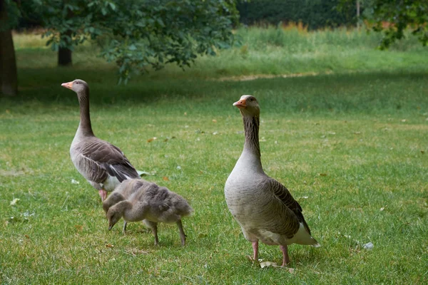 Couple Greylag Geese Two Goslings Grazing — Stock Photo, Image