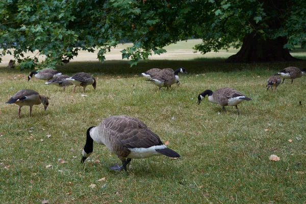 黒い首カナダのガチョウ Aregrazing の群れ — ストック写真