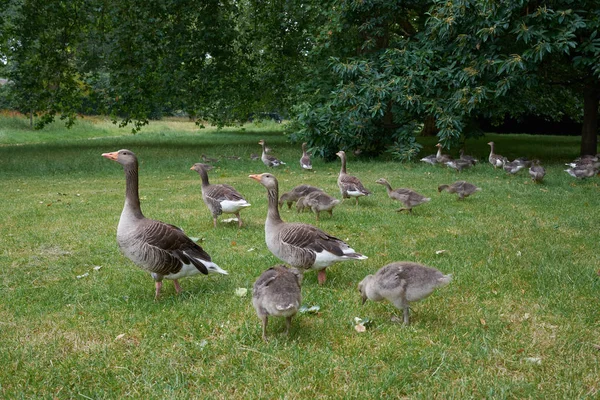 Flock Greylag Geese Grazing — Stock Photo, Image