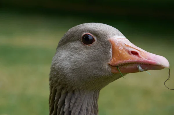 Closeup View Adult Greylag Gooses Head — Stock Photo, Image