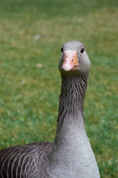 Closeup View Adult Greylag Gooses Head — Stock Photo, Image