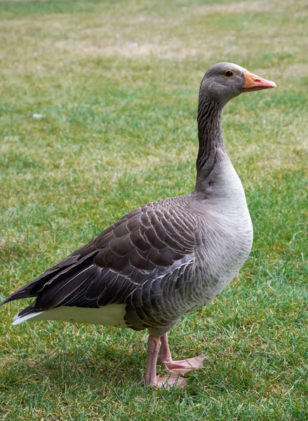 Adult Greylag Goose Stands Grass — Stock Photo, Image