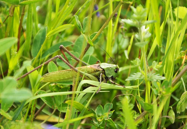 Big Green Grasshopper Sitting Grass — Stock Photo, Image