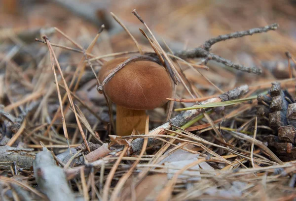 Champiñón Imleria Badia Comúnmente Conocido Como Bolete Bahía Con Tapa —  Fotos de Stock